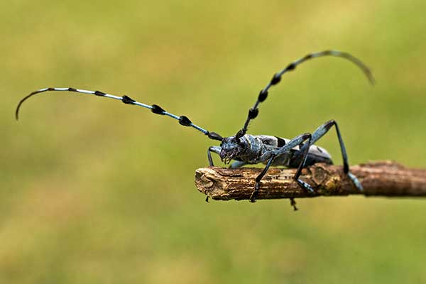 Nadobnica alpejska (Rosalia alpina)