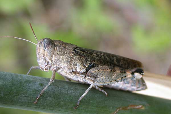 Nadobnik włoski (Calliptamus italicus)