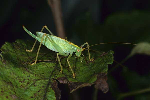 Nadrzewek długoskrzydły (Meconema thalassinum)