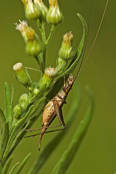 Nakwietnik trębacz (Oecanthus Pellucens)