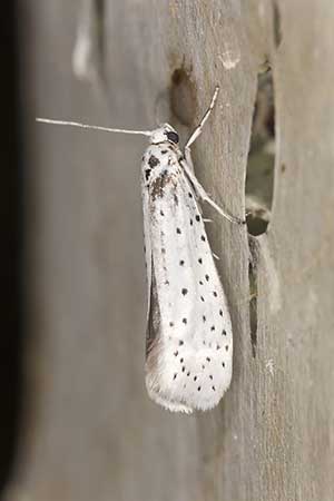 Namiotnik czeremszaczek (Yponomeuta evonymella)