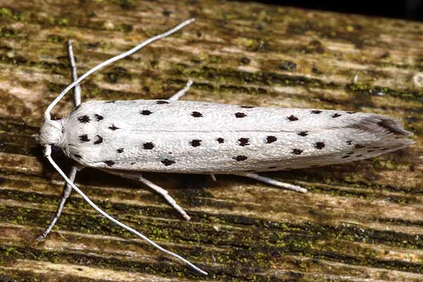 Namiotnik jabłoniaczek (Yponomeuta malinellus)