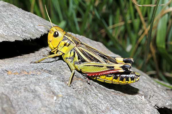 Napierśnica ciemna (Arcyptera fusca)