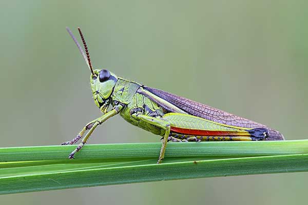 Napierśnik pospolity (Stethophyma grossum)