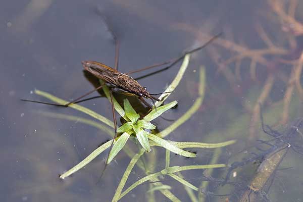 Nartnik (Gerris lacustris)