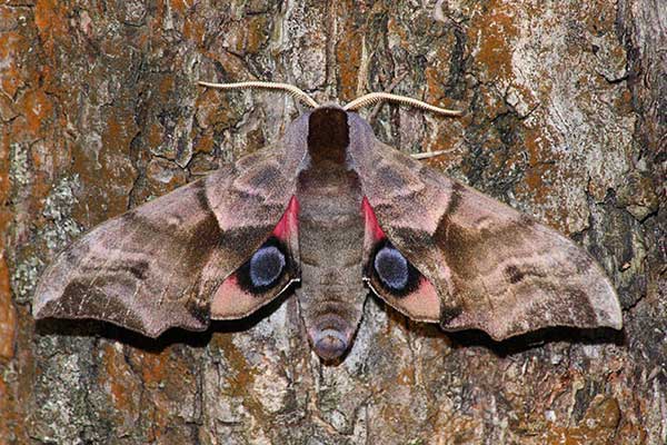 Nastrosz półpawik (Smerinthus ocellatus)