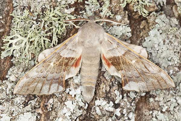 Nastrosz topolowiec (Laothoe populi)