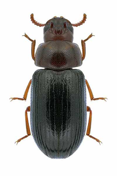 (Neomida haemorrhoidalis)