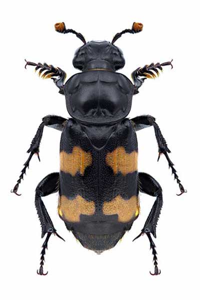 (Nicrophorus investigator)