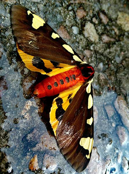 Niedźwiedziówka krasa (Pericallia matronula)