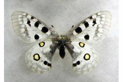 Niepylak apollo (Parnassius apollo)