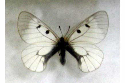 Niepylak mnemozyna (Parnassius mnemosyne)