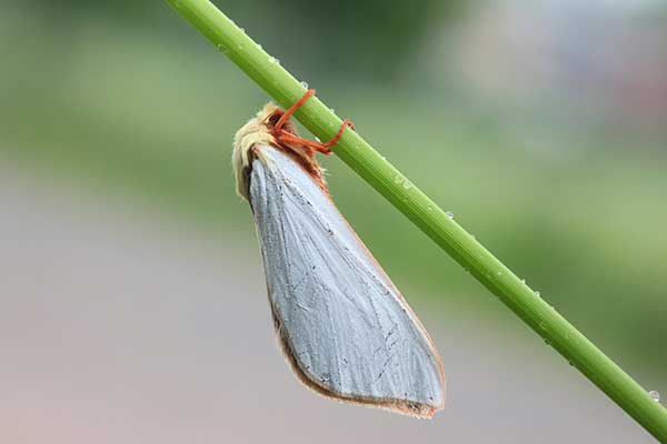 Niesobka chmielanka (Hepialus humuli)