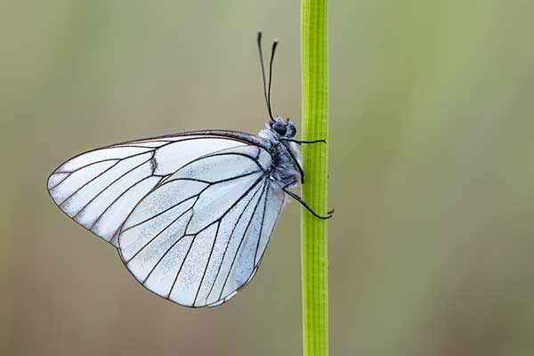 Niestrzęp głogowiec (Aporia crataegi)