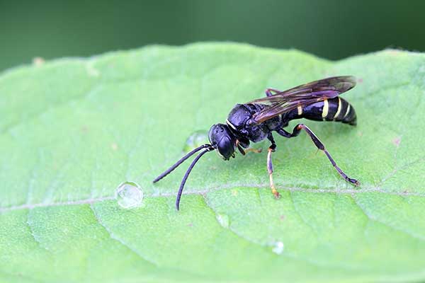 Niestylak wąsal (Argogorytes mystaceus)