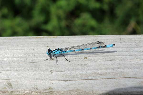 Nimfa stawowa (Enallagma cyathigerum)