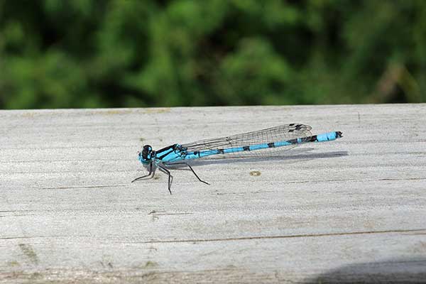 Nimfa stawowa (Enallagma cyathigerum)