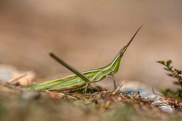 Nosal węgierski (Acrida ungarica)