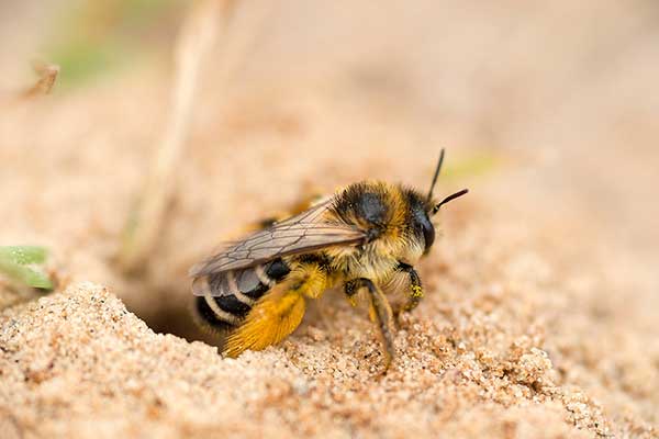 Obrostka letnia (Dasypoda hirtipes)