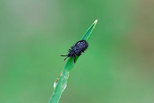 Ociernica (Hispa atra)