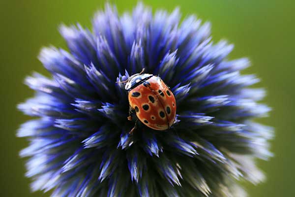 Biedronka oczatka (Anatis ocellata)