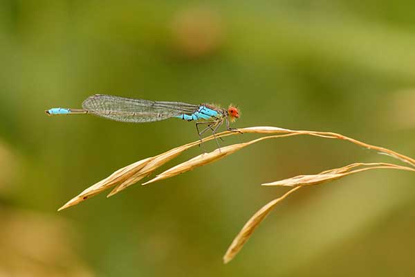 Oczobarwnica mniejsza (Erythromma viridulum)