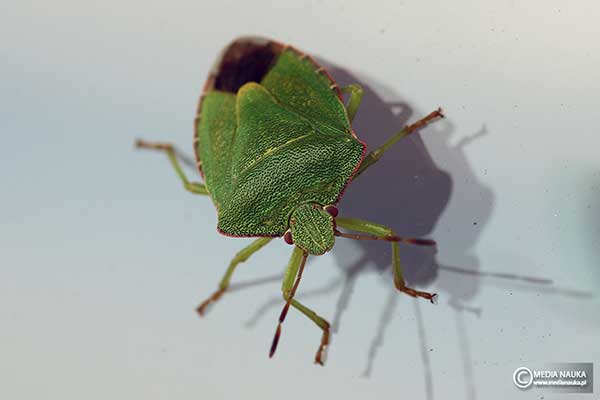 Odorek zieleniak (Palomena prasina)