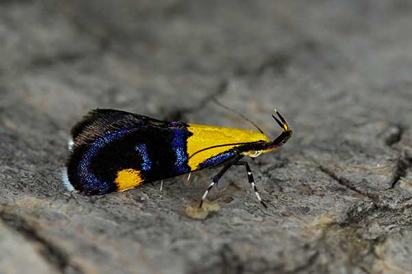 (Oecophora bractella)