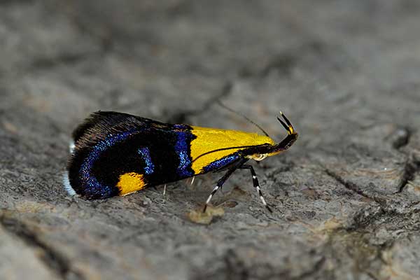  (Oecophora bractella)