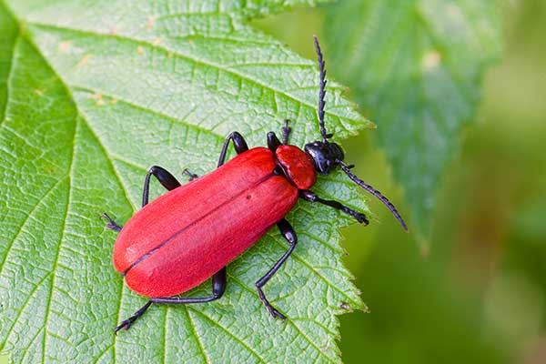 Ogniczek większy (Pyrochroa coccinea)