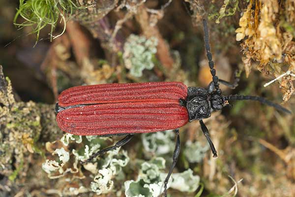 Ogniokryw czarnoczerwony (Pyropterus nigroruber)