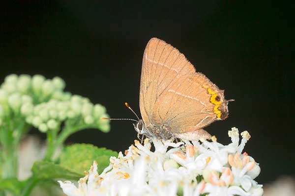 Ogończyk wiązowiec (Satyrium w-album)