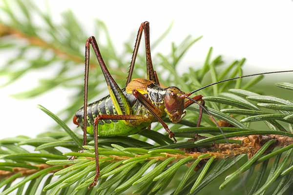 Opaślik sosnowiec (Barbitistes constrictus)