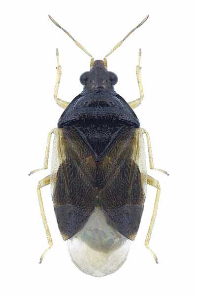 (Orius agilis)
