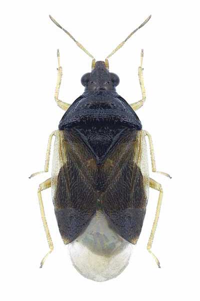  (Orius agilis)