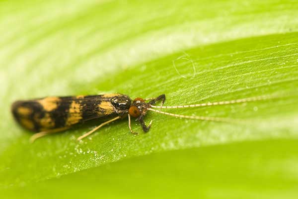 Orzęsica długoroga (Mystacides longicornis)