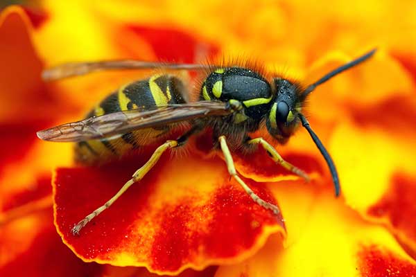 Osa pospolita (Vespula vulgaris)
