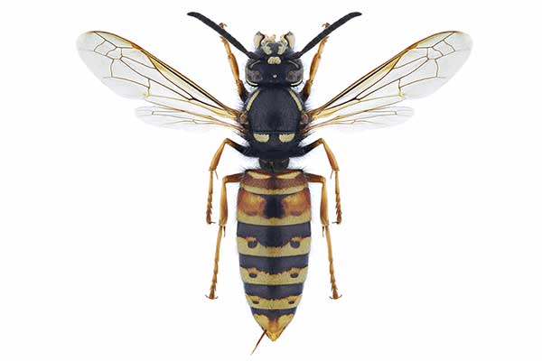 Osa rudawa (Vespula rufa)