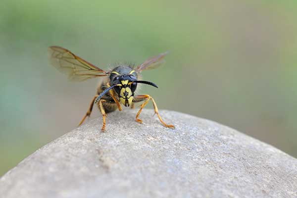 Osa saksońska (Dolichovespula saxonica)