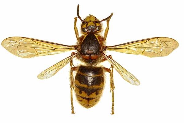 Osa średnia (Dolichovespula media)