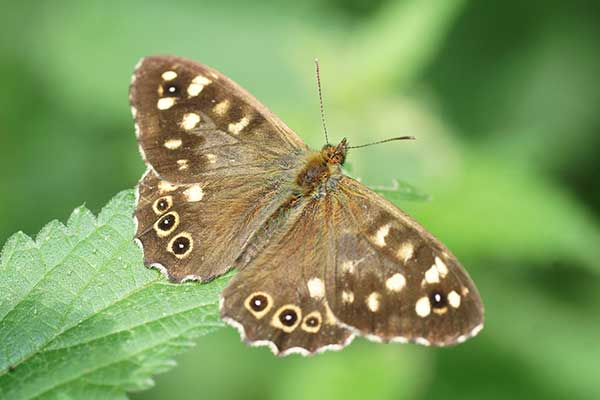 Osadnik egeria (Pararge aegeria)