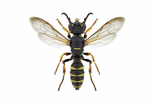 Osmyk okazały, osmyk piaskowiec (Cerceris arenaria)