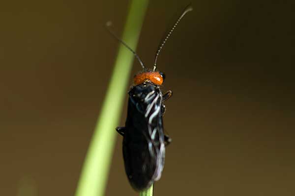 Osnuja czerwonogłowa (Acantholyda erythrocephala)