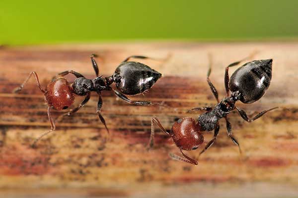 Ostrorzytka czerwonogłowa, mrówka czerwonogłowa (Crematogaster scutellaris)