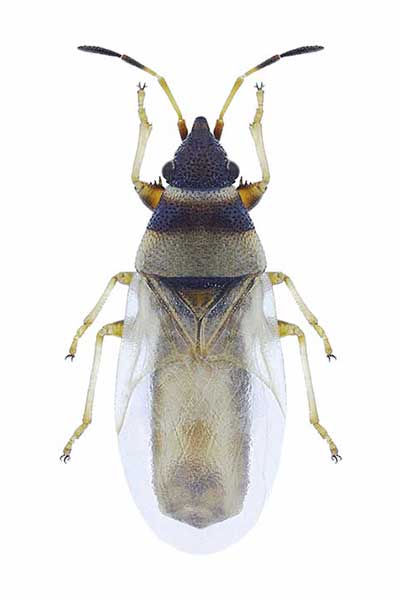 (Oxycarenus pallens)