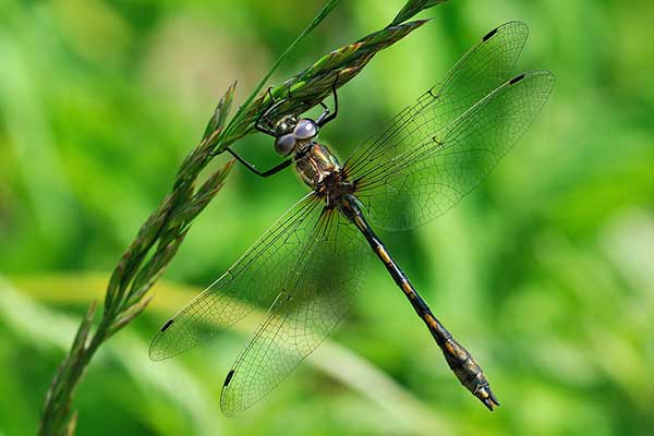 (Oxygastra curtisii)