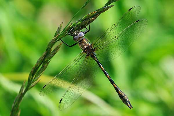  (Oxygastra curtisii)