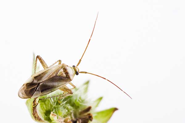 Ozdobnik lucernowiec (Adelphocoris lineolatus)