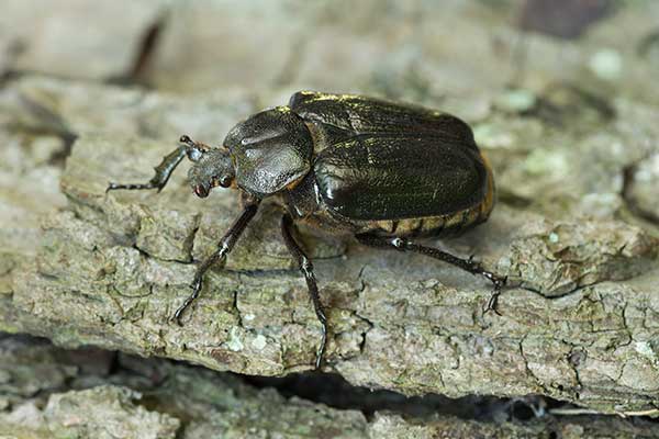 Pachnica dębowa (Osmoderma eremita)