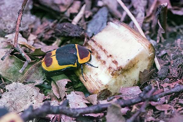 (Pachnoda peregrina)
